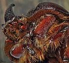Rhinoceros Beetle -  click to enlarge