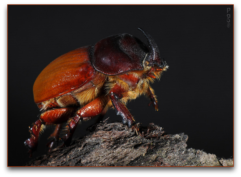 Rhinoceros Beetle DSC_0542.JPG - click to enlarge image
