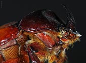 Rhinoceros Beetle -  click to enlarge