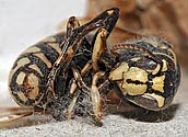 Hornet Sarcophagus - click to enlarge