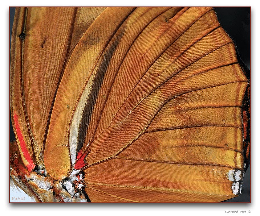 Julia Butterfly - click to enlarge image