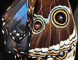 Blue Morpho Butterfly wings - click to enlarge
