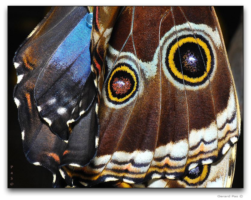 Blue Morpho Butterfly DSC_13383-13777.JPG - click to enlarge image