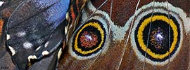 Detail from Blue Morpho Butterfly wings - click to enlarge