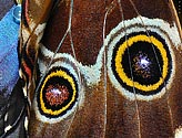 Detail from Blue Morpho Butterfly wings - click to enlarge