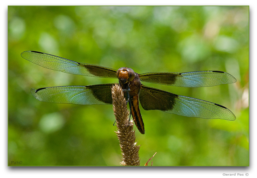 Widow Skimmer Dragonfly DSC_21493.JPG - click to enlarge image