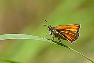 Delaware Skipper Butterfly - click to enlarge