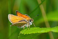 Delaware Skipper Butterfly - click to enlarge