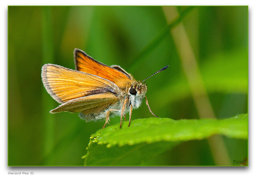 Delaware Skipper Butterfly - click to enlarge image