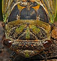 Cicada (5 image stack) - click to enlarge