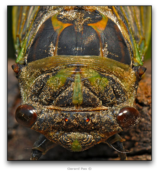 Cicada - 5 image stack blended focus - click to enlarge image