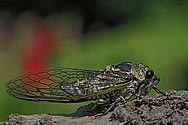 Cicada (8 image stack) - click to enlarge