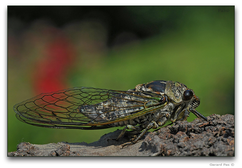 Cicada - 8 image stack blended focus - click to enlarge image