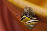 Common Snail - click to enlarge
