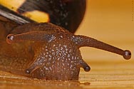 Common Snail - click to enlarge