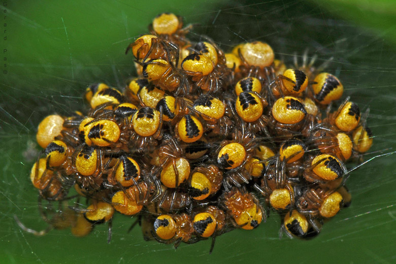Infant Garden Spiders DSC_4637.JPG - click to enlarge image