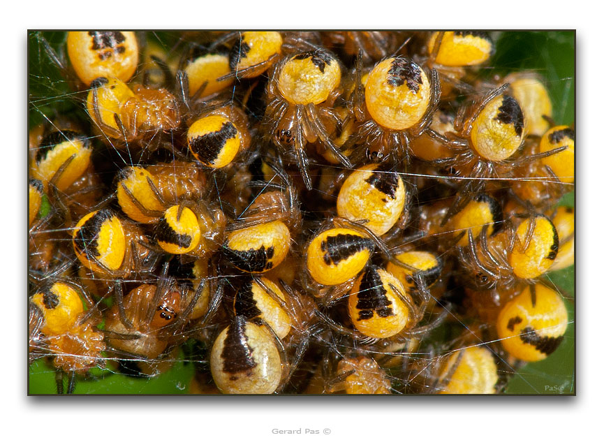 Infant Spiders Nest DSC_4757.JPG - click to enlarge image
