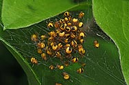 Orb Weaver Spiderlings Nest - click to enlarge