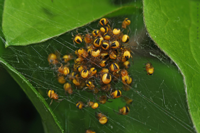 Infant Spiders Nest DSC_4765.JPG - click to enlarge image
