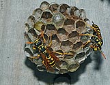 Paper Wasp Nest - click to enlarge