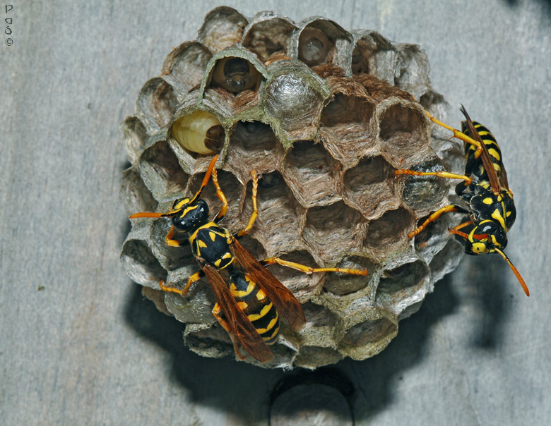Wasps nest DSC_6956.JPG - click to enlarge image