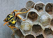 Paper Wasp Nest - click to enlarge