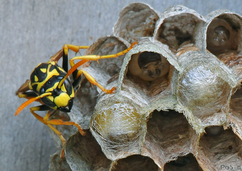 Wasps nest DSC_7025.JPG - click to enlarge image