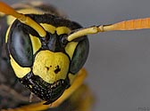 Paper Wasp dominate female - click to enlarge