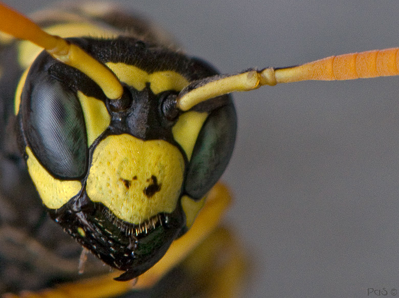 Wasps nest DSC_7141.JPG - click to enlarge image
