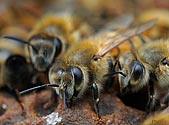 Honey Bees - click to enlarge