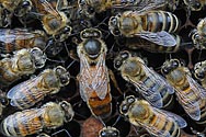 Honey Bees with Queen - click to enlarge
