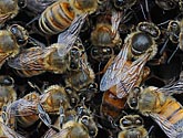 Honey Bees with Queen - click to enlarge