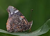 Red Admiral Butterfly - click to enlarge