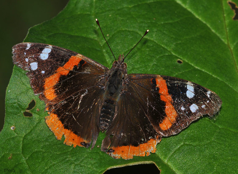 Red Admiral Butterfly DSC_8118.JPG - click to enlarge image