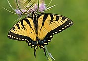 Eastern Tiger Swallowtail Butterfly - click to enlarge
