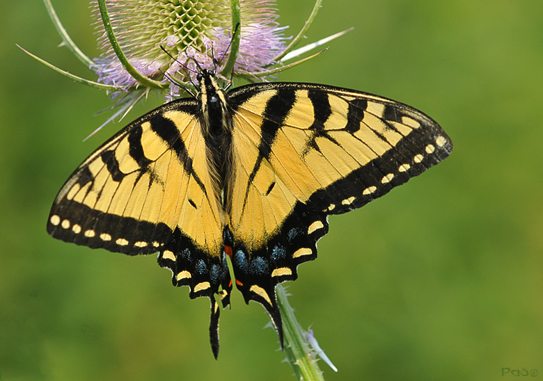 Eastern Tiger Swallowtail Butterfly DSC_8463.JPG - click to enlarge image