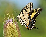 Eastern Tiger Swallowtail Butterfly - click to enlarge