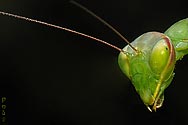 Praying Mantis portrait - click to enlarge