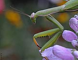 Praying Mantis - click to enlarge