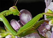 Praying Mantis - click to enlarge