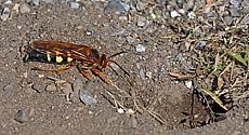 Cicada Killer Wasp - click to enlarge
