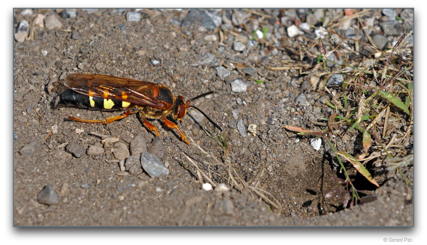 Cicada Killer Wasp _DSC00719.JPG - click to enlarge image