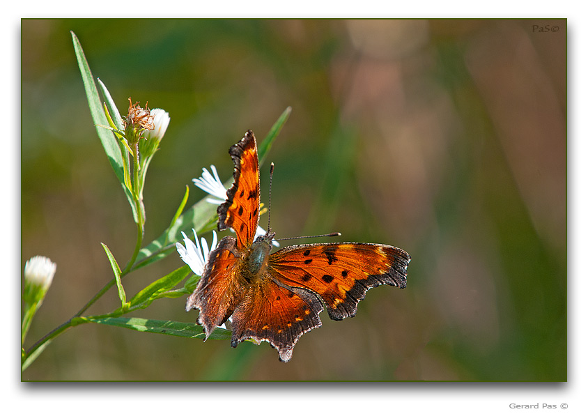 Eastern Comma Butterfly - click to enlarge image