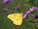 Orange Sulphur Butterfly - click to enlarge