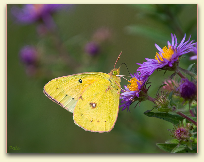 Orange Sulphur Butterfly _DSC10658.JPG - click to enlarge image