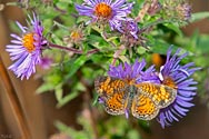 Pearl Crescent Butterfly - click to enlarge