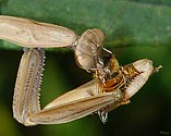 Praying Mantis with prey - click to enlarge
