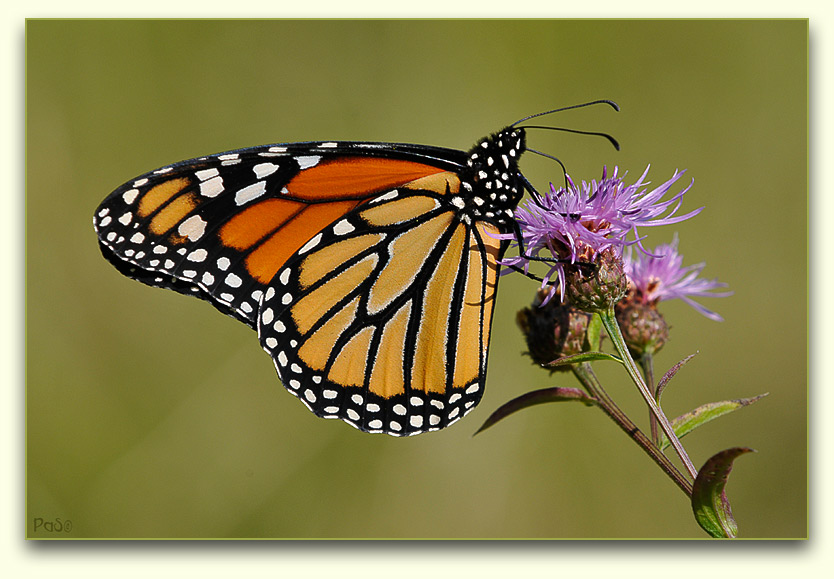 Monarch Butterfly _DSC10939.JPG - click to enlarge image