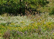 fall meadow of wildflowers - click to enlarge