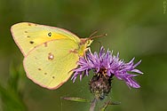 Cloudless Sulphur Butterfly - click to enlarge